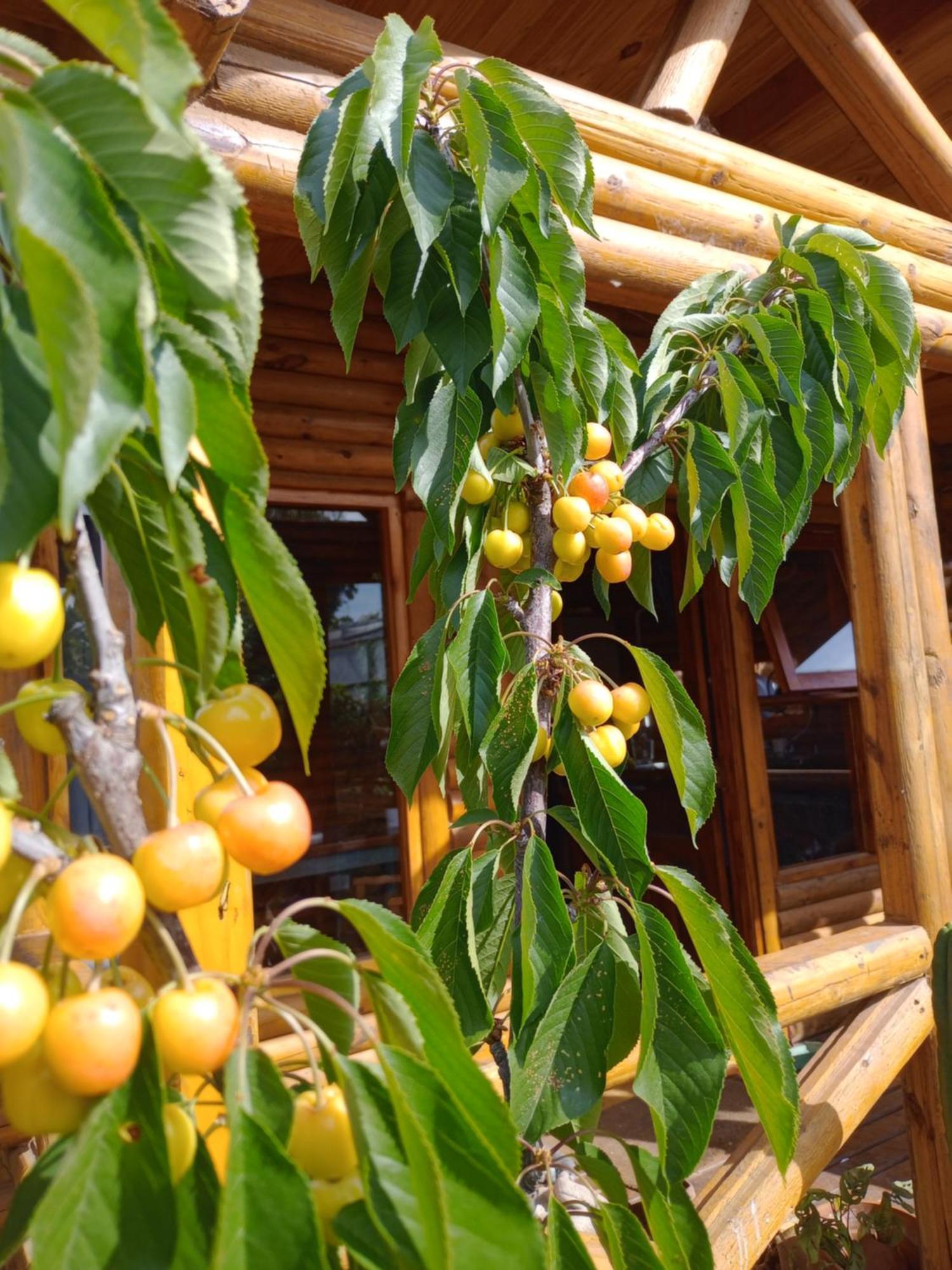 Foresta Acantilados, Casa Container Y Cabana De Troncos Мар-дель-Плата Экстерьер фото